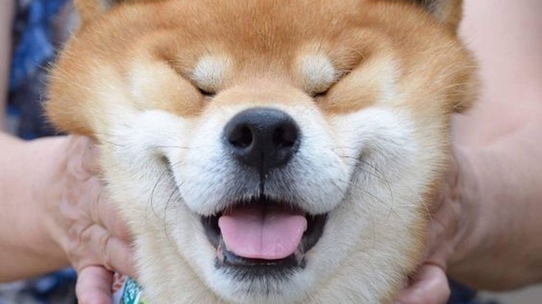 Dog with its face squished.