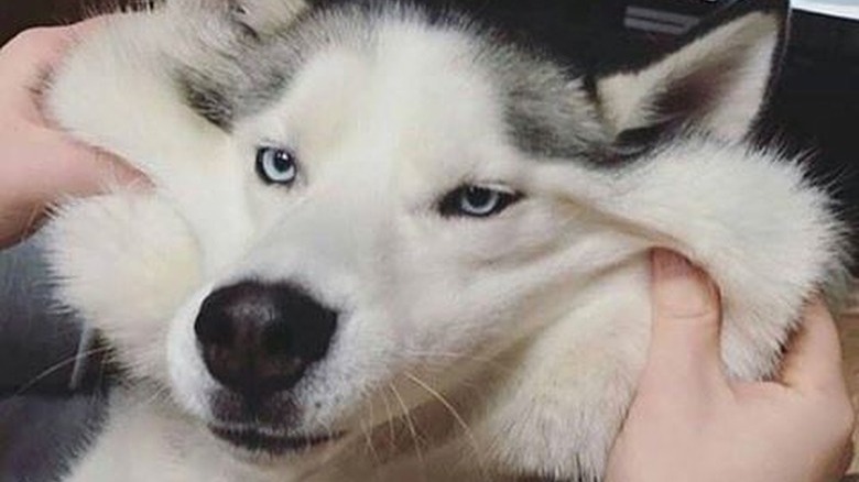 Dog's extra cheek skin is pulled outward.