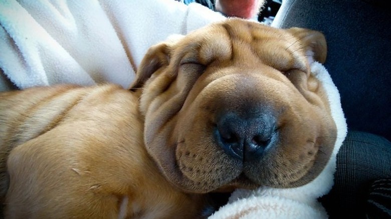 Dog with very squishy, wrinkly face.