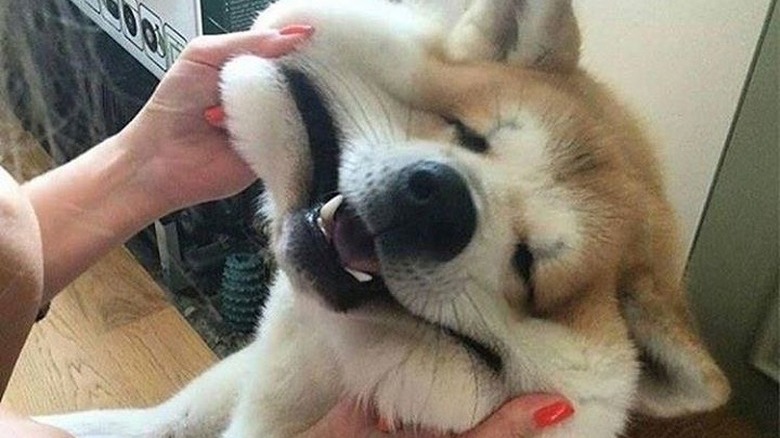 Dog with saggy cheeks gets extra skin pulled into a smile.