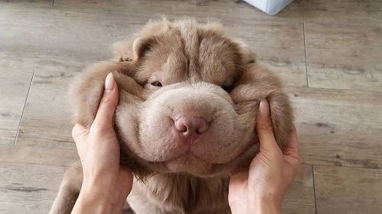 Dog with its face squished.