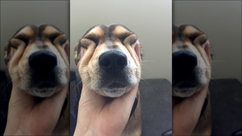 Dog with its face squished.