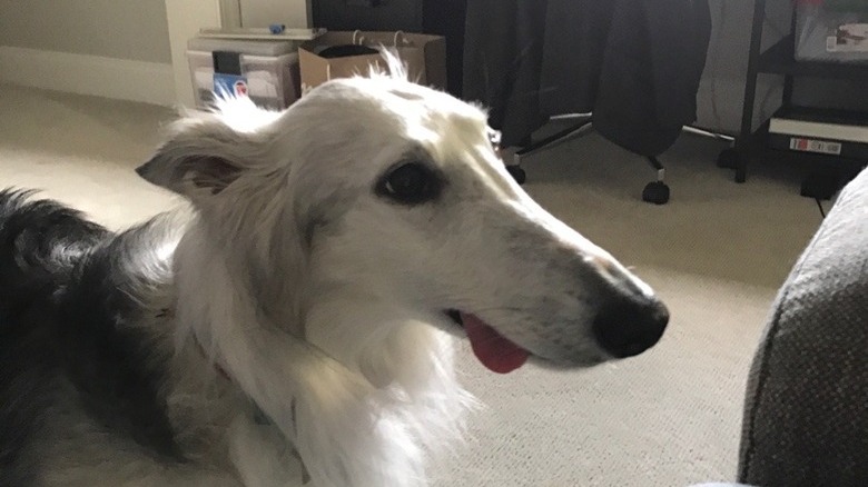 Dog with long muzzle sticking its tongue out.