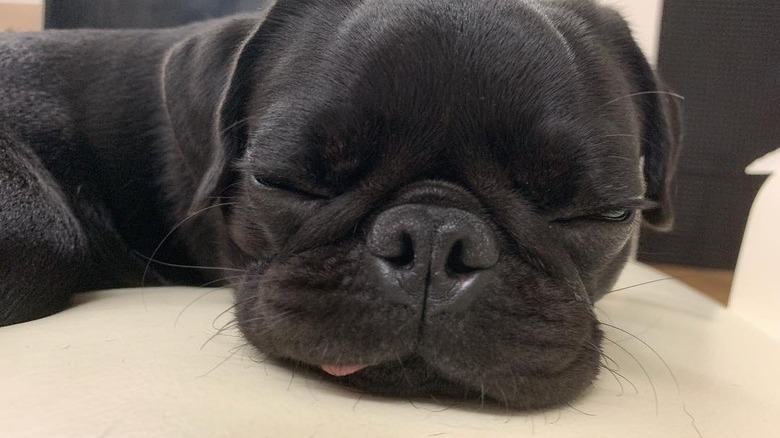Pug with its tongue sticking out.