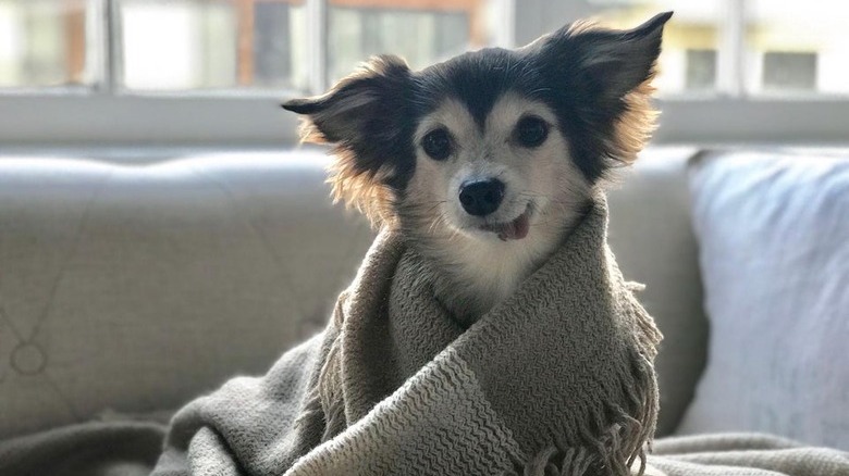 Dog in a blanket with its tongue sticking out.
