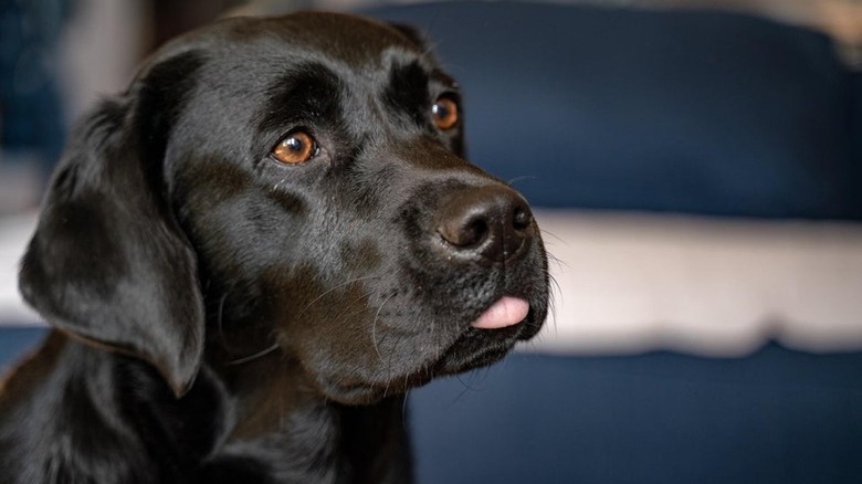 Dog with its tongue sticking out.
