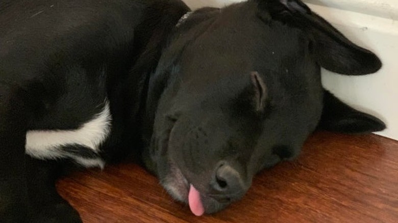 Sleeping puppy with its tongue sticking out.