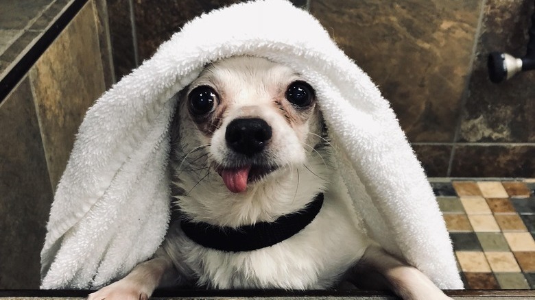 Dog in a bathtub with its tongue sticking out.