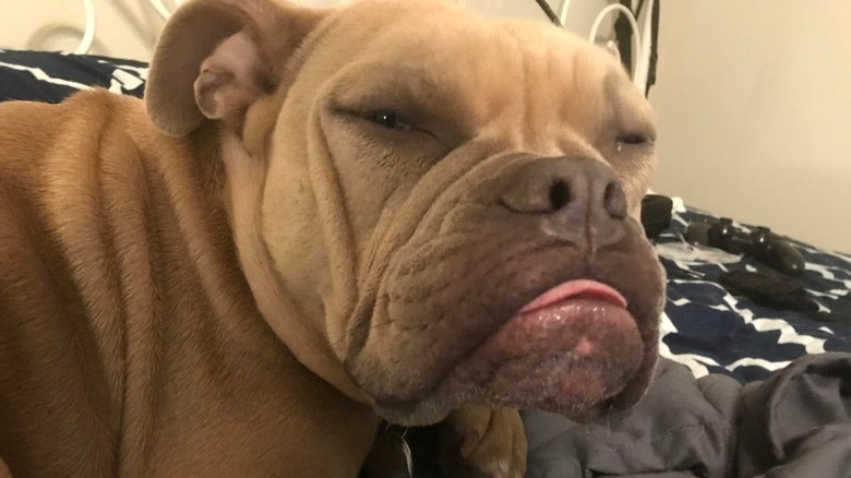 Frowning dog with its tongue sticking out.