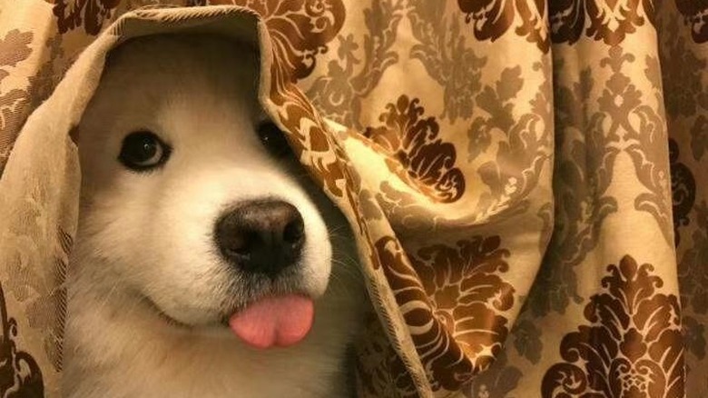 Dog under a tablecloth with its tongue sticking out.