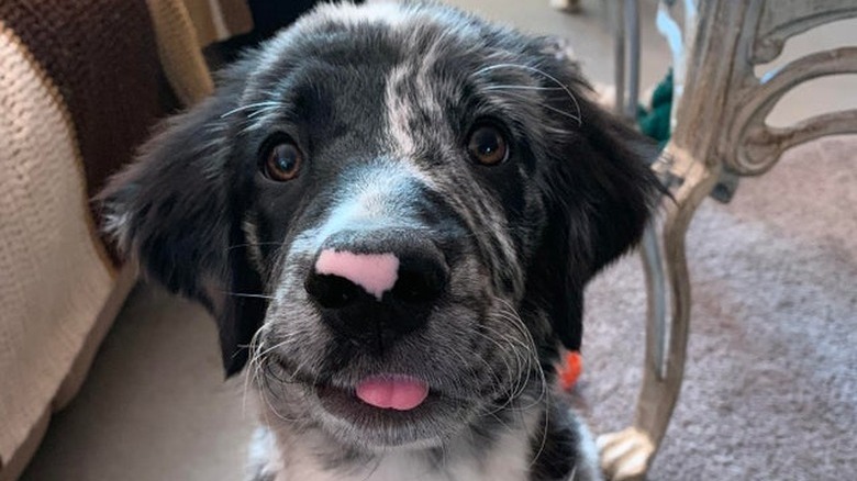 Dog with its tongue sticking out.