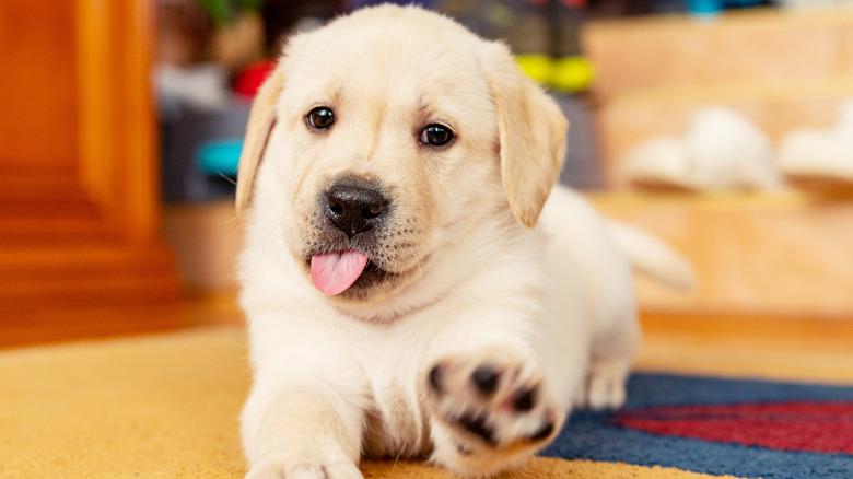 Puppy in the living room with its tongue out