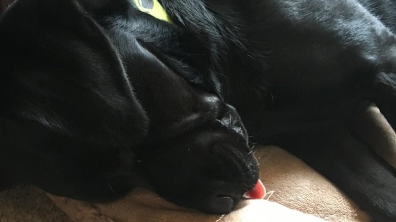 Sleeping dog with its tongue sticking out.