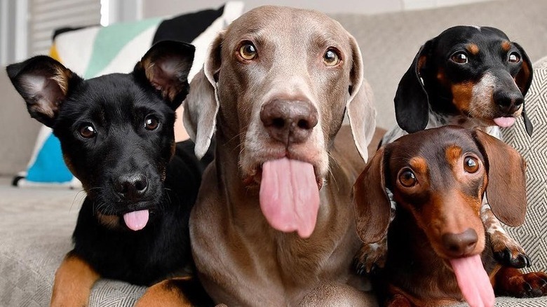 Four dogs sticking out their tongues.