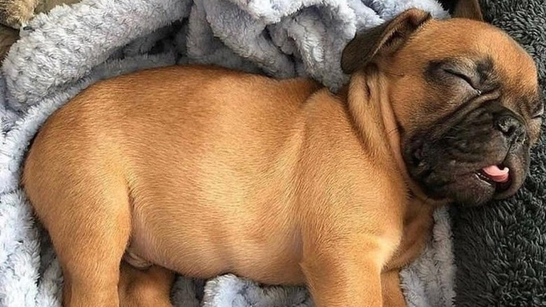 Puppy sticking out its tongue.