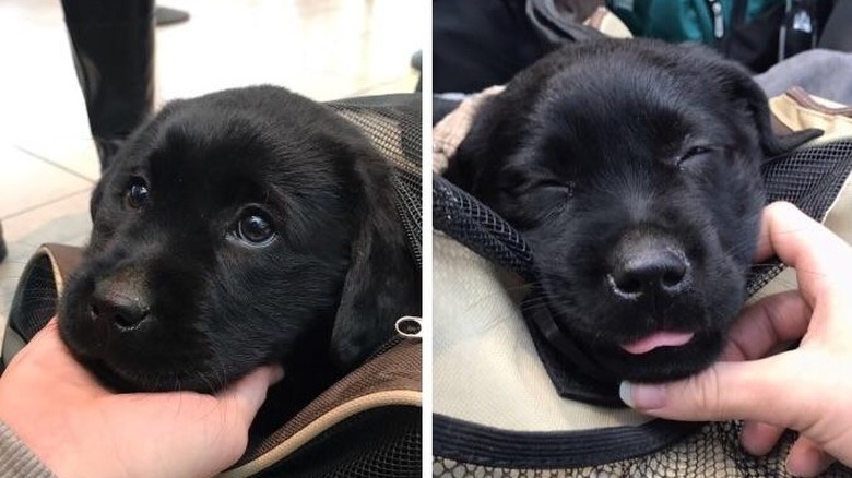 Sleepy puppy with its tongue sticking out.