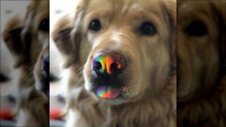 Dog with its tongue sticking out and a rainbow reflected on its snout.