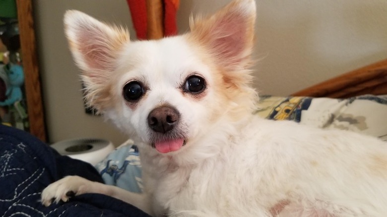 Sleepy dog with its tongue sticking out.