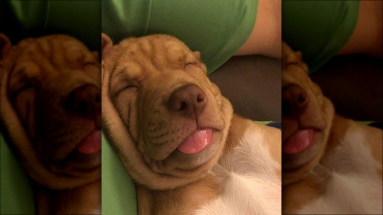 Sleeping puppy with its tongue sticking out.