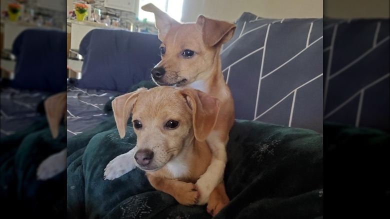 sibling dogs cuddle together
