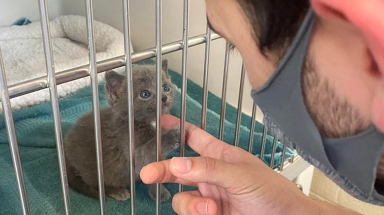 man adopts tiny kitten