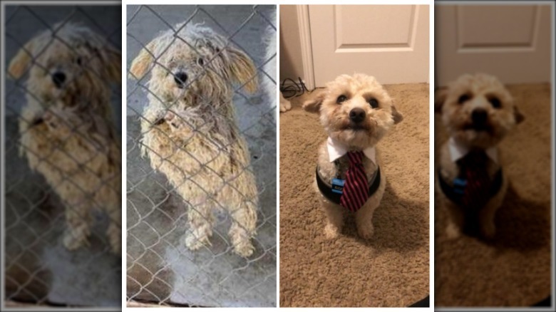 before and after photos show dramatic transformation of adopted dog