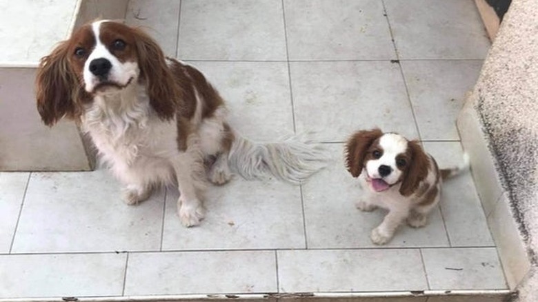 adopted dog meets lookalike dog