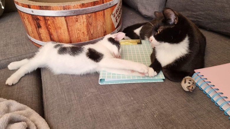 adopted cats bond by touching paws