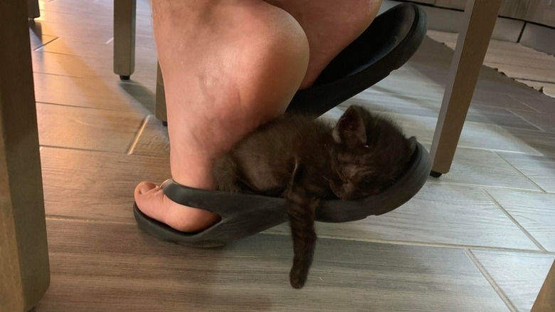adopted kitten sleeps in flip flop