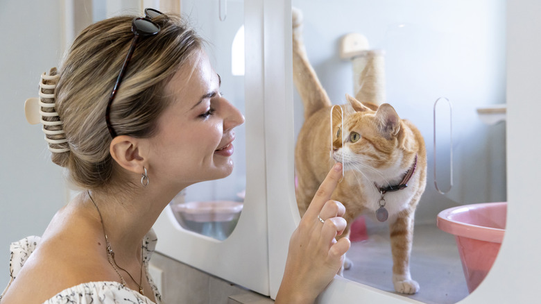Cat adoption center
