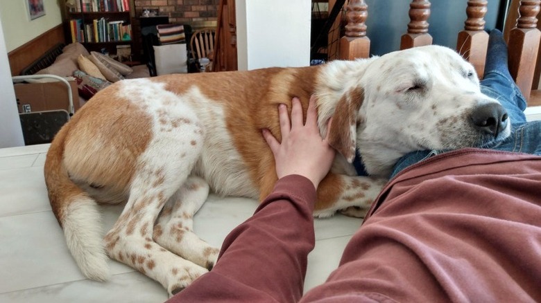 newly adopted dog sleeps on human