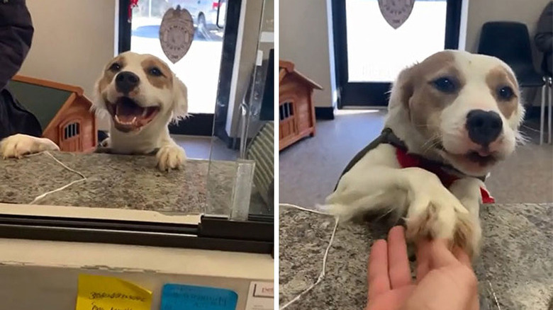 dog says goodbye to shelter staff