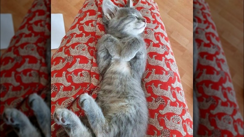 newly adopted cat sleeps on person's lap
