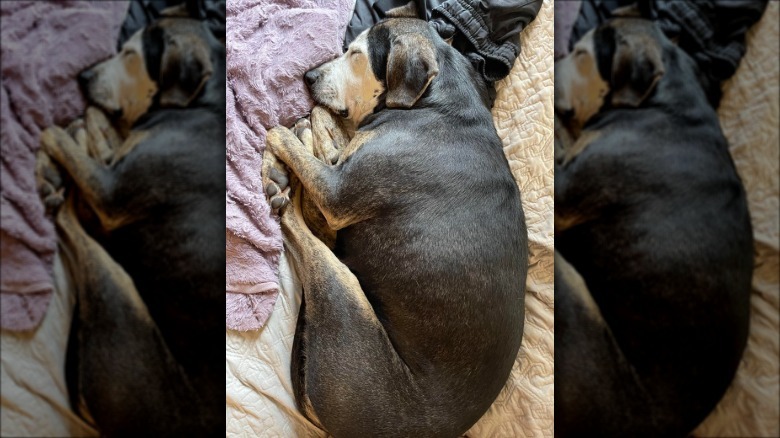 foster dog sleeps inside for the first time