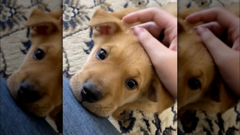 puppy stares lovingly at new human