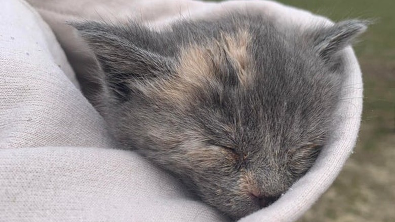 kitten sleeps in hood of sweatshirt