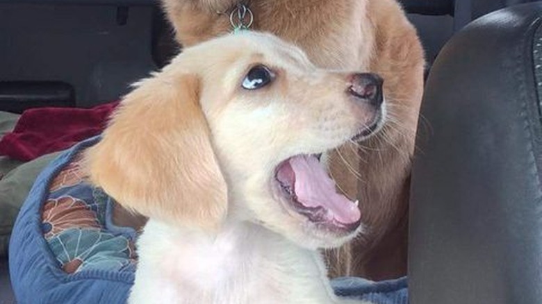 23 Animals Who Are So OVER Parenting