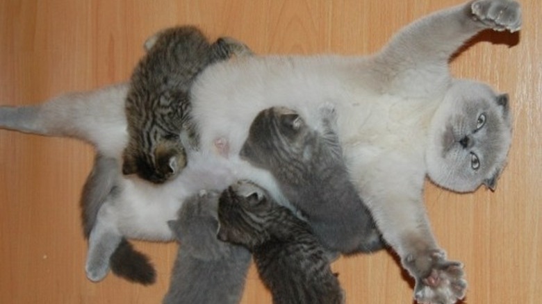 kittens pile onto mom