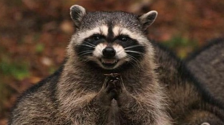 Racoon devising a revenge plan