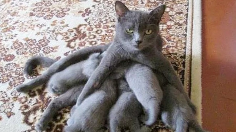 mom cat nursing kittens