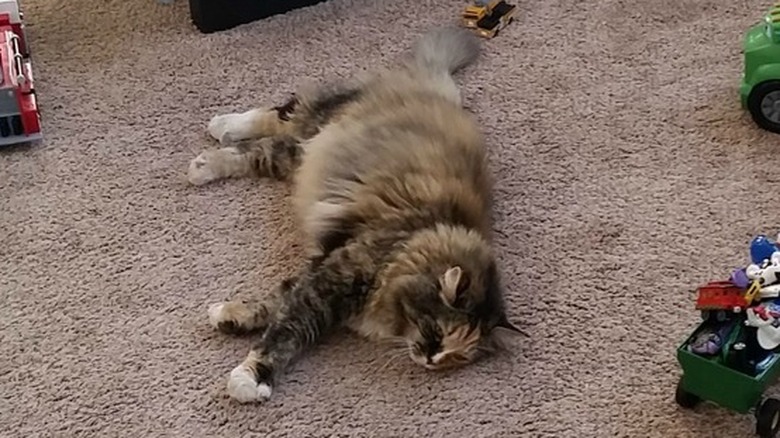 sleeping cat surrounded by children's toys
