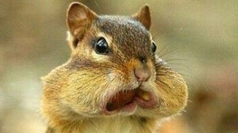 chipmunk with acorns in mouth