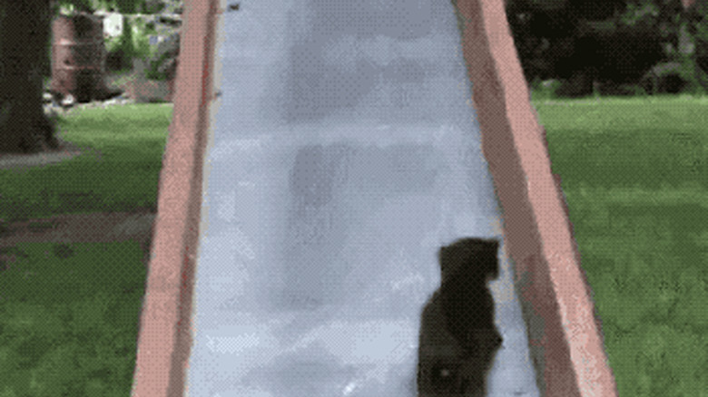 mom cat carries kitten up slide
