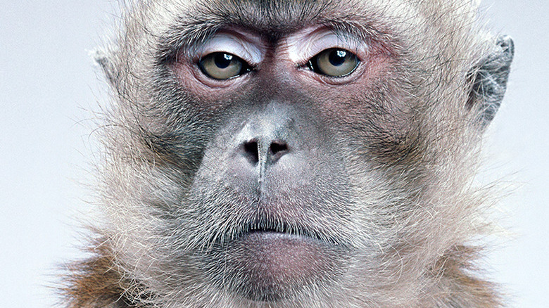 blase monkey over parenting