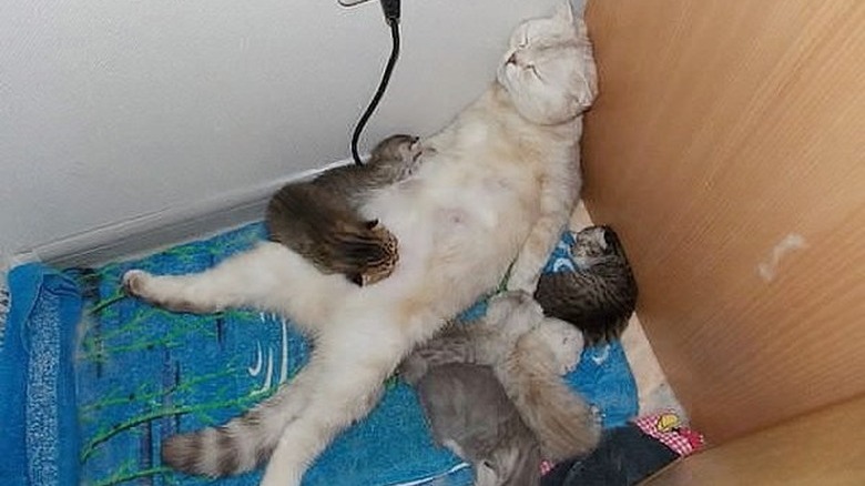 exhausted mom cat falls asleep in tight corner