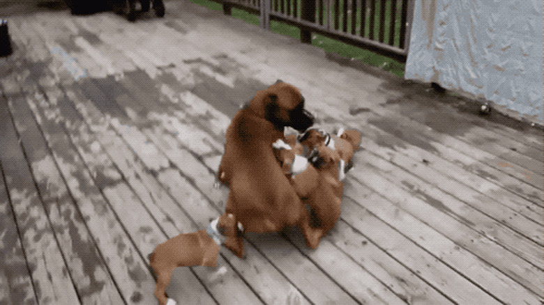 puppies overwhelm dog dad