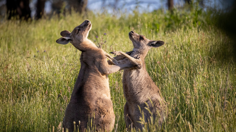 kangaroo mom and joey boxing