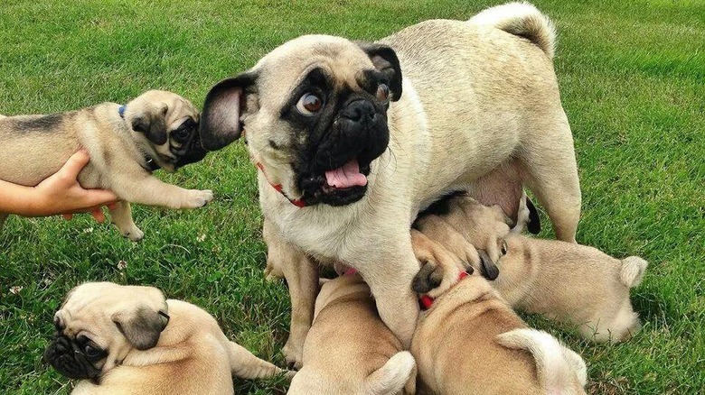 pug surrounded by puppies