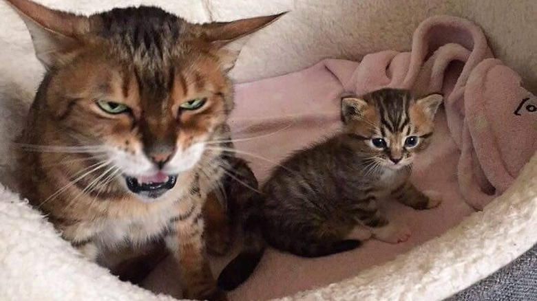 mom cat and kitten