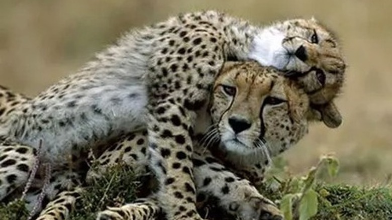 cheetah cub lays on mother